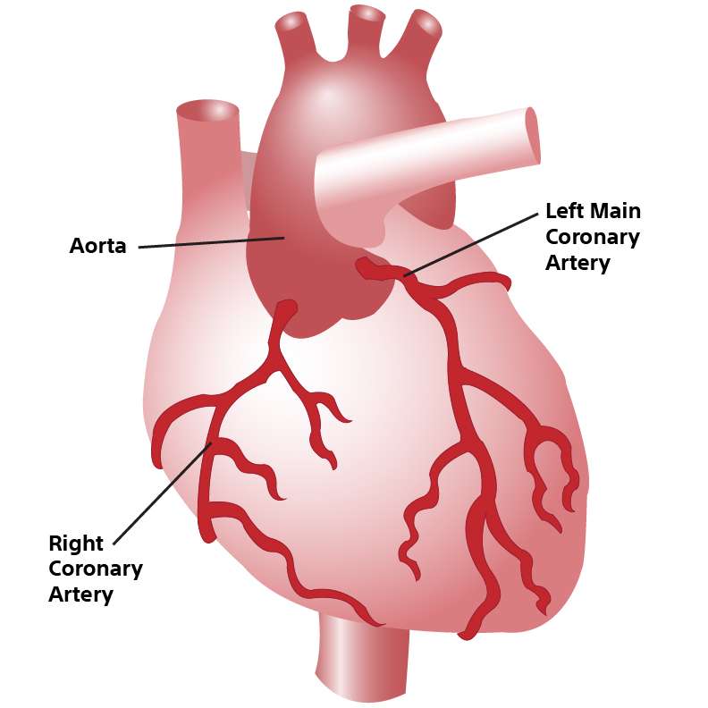 Your heart and its blood supply